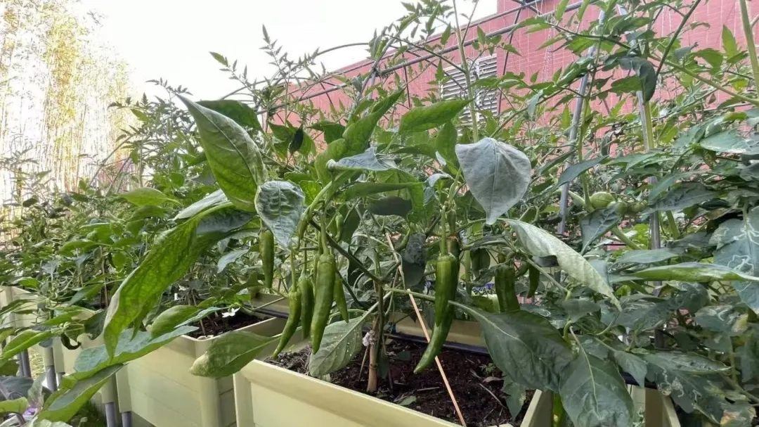 華珠舉行人工智能學院科技小院揭牌儀式19.jpg